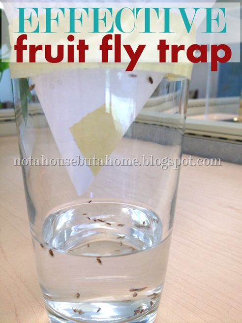 How do you get rid of fruit flies in the kitchen?